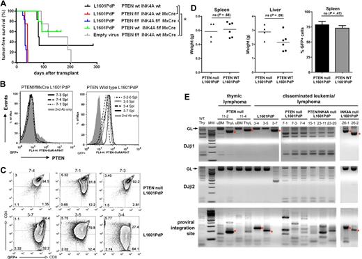 Figure 1. Loss of Pten accelerates NOTCH1-induced leukemia. (A) Kaplan-Meier T-cell leukemia survival curves. Bone marrow from mice of indicated genotypes was transduced with mutated NOTCH1 (L1601P-ΔPEST) or empty retrovirus and transplanted into irradiated recipients. Median survivals are as follows: L1601P-ΔPEST retrovirus on Ptenwt Ink4a/Arfwt (81.5 days, n = 6), Ptenf/f Ink4a/Arfwt Mx1-Cre (35 days, n = 4), Ptenf/f Ink4a/Arf f/f Mx1-Cre (34 days, n = 12), and Ptenwt Ink4a/Arff/f Mx1-Cre (86.5 days, n = 2; 3 additional mice in cohort died of nonhematologic neoplasms) backgrounds; empty virus on Ptenf/f Ink4a/Arfwt Mx1-Cre background (153.5 days, n = 4). Indicated pairwise comparisons are significantly different (*log-rank test, P < .007). (B-C) Flow cytometric analysis of Pten protein expression (B) and CD4/CD8 phenotype (C) in GFP+ splenic cells from L1601P-ΔPEST leukemias on Ptenf/f Ink4a/Arfwt Mx1-Cre (7-x series) and Ptenwt Ink4a/Arfwt (3-x series) backgrounds. Analysis of bone marrow cells showed similar results (data not shown). (D) Tumor burden in spleen and liver as measured by whole organ weight and GFP+ fraction is not significantly different between Pten-null and wild-type background leukemias (Student t test). (E) Clonality assessment by TCRβ rearrangement and proviral integration site analysis. Dominant single bands indicative of monoclonality are highlighted by asterisk (*). Normal tissue samples including wild-type thymus (WT Thy) and uninvolved bone marrow (uBM) represent “polyclonal” controls for comparison. ThyL indicates thymic lymphoma; MW, molecular weight marker; and GL, germline. DNA was prepared from either bone marrow or spleen for cases of disseminated leukemia. Each numbered sample represents a different individual transplant recipient mouse. Please note, L1601P-ΔPEST is abbreviated as L1601PdP in the figure labels. Ink4a-Arf is abbreviated as INK4A in the figure labels.