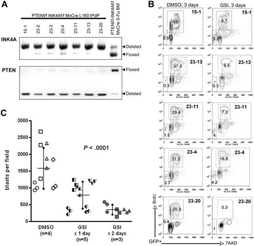 Figure 3. Murine NOTCH1 leukemias lacking both Pten and Ink4a/Arf remain dependent on Notch signaling and are GSI sensitive. (A) PCR analysis confirming homozygous deletion of both Ink4a/Arf (upper panel) and Pten (bottom panel) loci in L1601P-ΔPEST leukemias derived from Ptenf/f Ink4a/Arff/f Mx1-Cre bone marrow (n = 7). Analysis of 5-FU–treated bone marrow revealed a subpopulation of progenitors already deleted for Ink4a/Arf and/or Pten prior to retroviral transduction. (B) In vitro proliferation analysis of primary mouse L1601P-ΔPEST leukemias on Pten, Ink4a/Arf double-null background treated with GSI as in Figure 2A. Primary leukemia cells from 5 individual mice were assayed. Only gated GFP+ events are depicted. (C) In vivo assay for GSI sensitivity confirms in vitro results. Splenic tumor cells from a single Pten, Ink4a/Arf double-null L1601P-ΔPEST primary leukemia were serially transplanted by tail vein injection into secondary recipients. At day 3 after transplantation, mice were treated by intraperitoneal injection with GSI (100 mg/kg per day DAPT) for 1 day (n = 5) or 2 days (n = 3), or DMSO vehicle only (n = 4). Animals were then killed on day 3 after treatment initiation (day 6 after transplantation) and extent of tumor infiltration in liver was assessed by automated image analysis of H&E histology. Each data point represents a separately imaged histologic field; 3 fields were examined per mouse. Significantly fewer blasts were observed in GSI-treated mice (P < .001; 1-way analysis of variance with posttest linear trend analysis).