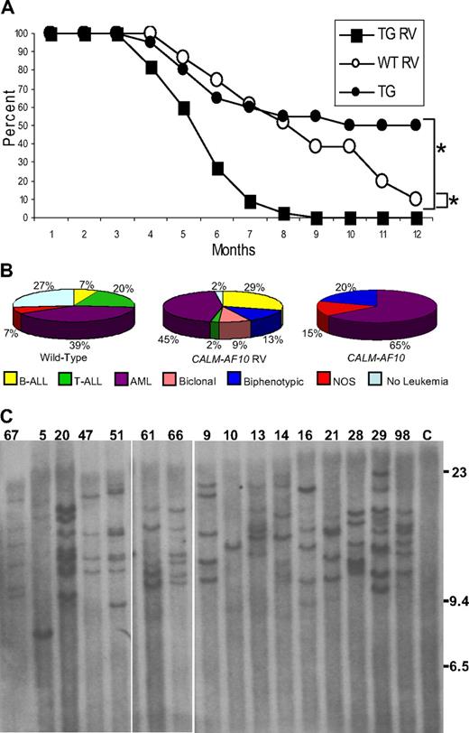Figure 1. MOL4070LTR infection accelerates leukemic transformation in CALM-AF10 mice. (A) Survival of MOL4070LTR-infected CALM-AF10 mice (■, N = 45), MOL4070LTR-infected WT (○, n = 31), and noninfected CALM-AF10 transgenic mice (●, N = 20). *P < .001, comparing infected CALM-AF10 with noninfected CALM-AF10, or infected CALM-AF10 with WT mice using a log-rank test. (B) Distribution of leukemia by immunophenotype in WT and CALM-AF10 mice infected with MOL4070LTR retrovirus. Note the predominance of B-cell and myeloid (AML) tumors, as well as the lack of pre-T LBL, in the CALM-AF10 mice compared with the WT control mice. (C) Retroviral integration analysis. Southern blot of EcoRI-digested DNA extracted from leukemic spleens hybridized to a viral env probe. Mouse identification numbers are indicated; C indicates germline control tissue; size standards are given in kilobases. The proviral genome is 8.7 kb and does not contain an EcoRI site.