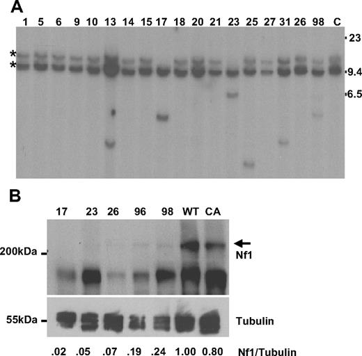 Figure 2. Nf1 analysis. (A) Southern blot of BamHI-digested DNA from leukemic spleens hybridized to an Nf1 probe; 2 germline bands are seen as the probe contains a BamH1 site. Mouse identification numbers are indicated; C indicates germline control tissue; size standards are given in kilobases. *Germline bands. Note loss of the germline allele in mice 17 and 23. (B) Protein lysates from leukemic spleens with a known Nf1 CIS were compared with spleens from clinically healthy CALM-AF10 and WT mice. The Nf1 protein is indicated with ; sizes are in kDa. The blot was reprobed with anti–α-tubulin as a loading control. Intensity of the Nf1 and α-tubulin signals were quantified with ImageJ software, and the ratio compared with that of the WT mouse.