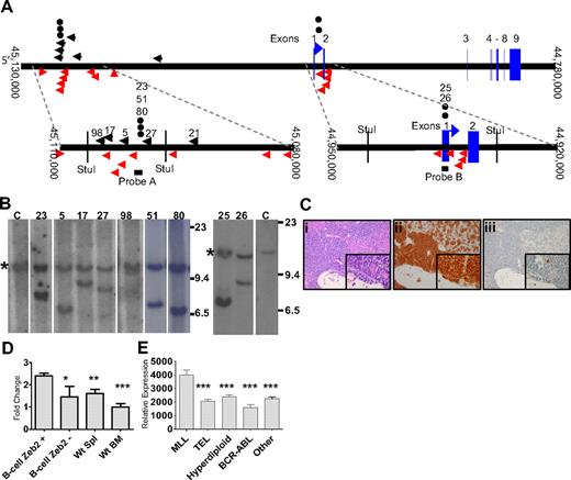 Figure 3. Zeb2 integration analysis. (A) Mouse chromosome 2. Insertions identified by LM-PCR are indicated by black arrows. Insertion events reported in the RTCGD are indicated by red arrows. The vertical red arrow represents an insertion event for which the integration orientation was not reported in the RTCGD. (●) Insertion events identified by Southern blot. Probes A and B are indicated by black bars. Numbers above black arrows and circles represent mice with Zeb2 intregrations. (B) Southern blot of StuI-digested genomic DNA from infiltrated spleen hybridized to a Zeb2 probe. Mouse identifications are indicated; C indicates germline control tissue; size standards are given in kilobases. *Germline bands. Note the equal intensity of germline and rearranged bands indicating that the leukemias were predominately clonal, except for mouse 98. (C) Acute lymphoid leukemia (B-ALL) in CALM-AF10 mouse 17 infected with MOL4070LTR. Hematoxylin and eosin–stained liver (Ci inset), B220 stained liver (Cii inset), and myeloperoxidase-stained liver (Ciii inset). (D) mRNA levels determined by quantitative PCR of leukemic spleens with Zeb2 retrovirus insertions (N = 9). Zeb2 expression was normalized to the 18S ribosomal control and compared with WT spleen (N = 5 independent samples), WT bone marrow (N = 5 independent samples), or B-lineage ALL samples without Zeb2 integrations (N = 4, mice 8, 14, 38, and 39). *P < .03. **P < .01. ***P < .001. (E) Relative ZEB2 expression in pediatric B-lineage leukemias determined by expression array from supplemental data reported by Yeoh et al (http://www.stjuderesearch.org/data/ALL1).20 Asterisks denote comparison of each group to the MLL group; for all comparisons, P < .001.