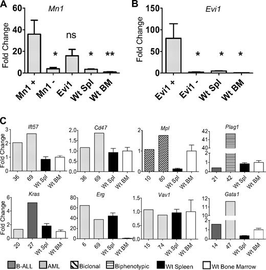 Figure 4. Increased expression of CIS genes. (A) Expression levels of Mn1 were evaluated in mice with Mn1 insertions (N = 4), mice without Mn1 or Evi1 insertions (N = 5), mice with Evi1 insertions but without Mn1 insertions (N = 5), WT spleen (N = 5), and WT BM (N = 5). *P < .03. **P < .01. ns indicates not significant. (B) Expression levels of Evi1 in mice with Evi1 insertions (N = 5), mice without Evi1 insertions (N = 4), WT spleen (N = 5), and WT BM (N = 5). (C) Evaluation of 8 additional CIS (Plag1, Mpl, Kras, Erg, Ift57, Cd47, Vav1, and Gata1) compared with either WT bone marrow (N = 5) or WT spleen (N = 5). Expression of each gene was determined by quantitative RT-PCR and normalized to the 18S ribosomal RNA.