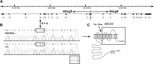 Figure 5. Genomic structure of the Abcg5 and Abcg8 genes showing the site and nature of the trac mutation. (A) Abcg5 and Abcg8 are arranged tandemly head to head in opposite transcriptional orientations (arrows) and span ∼ 42 kb on mouse chromosome 17 from position 84.567 Mb to 84.609 Mb (National Center for Biotechnology Information build 36)23 as shown in the scale at the top of the figure. Individual exons of each gene are numbered and represented as filled rectangles and introns are represented as connecting lines. (B) The trac mutation is a G to A base pair substitution in exon 10 of the Abcg5 gene. The mutation changes a UGG tryptophan (Trp) codon in wild-type (+/+) mice to a UGA stop codon in mutant (trac/trac) mice. (C) The normal mouse ABCG5 protein (NP_114090) is composed of 652 amino acids and contains 6 predicted transmembrane domains (gray cylinders). The premature stop codon introduced by the trac mutation at amino acid position 462 is predicted to truncate the protein after the second transmembrane domain and eliminate 190 amino acids containing 4 additional transmembrane domains (region enclosed in black box).