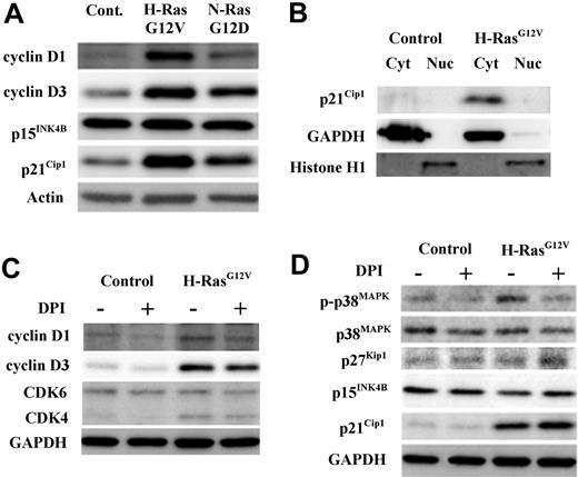 Figure 5. Determination of cell-cycle regulatory protein status by Western blot in CD34+ hematopoietic progenitors transduced with mutant Ras. CD34+ control, CD34+ N-RasG12D, or CD34+ H-RasG12V cells were incubated for 16 hours in serum-replete, growth factor–free medium in the presence or absence of 1μM DPI. Expression and phosphorylation state of key cell-cycle regulatory proteins in whole-cell lysates were determined by Western blot. In all cases, GAPDH was used as a loading control. (A) The endogenous expression of cell-cycle promoters cyclin D3 and cyclin D1 and cell-cycle inhibitors p15INK4B and p21Cip1 was determined. (B) Cytosol/nuclear fractionated lysates were probed with antibody recognizing the cell-cycle inhibitor p21Cip1. (C) Whole-cell lysates derived from both CD34+ control and CD34+ H-RasG12V cells (treated with either DPI or vehicle control) were probed with antibodies recognizing the cell-cycle promoters CDK6, CDK4, cyclin D1, and cyclin D3. (D) Whole-cell lysates as in panel C were probed with antibodies recognizing the following cell-cycle inhibitory proteins; p21Cip1 (which inhibits CDK/cyclin complexes); p15INK4B (which sequesters CDK4/6); p27Kip1 (which has a similar role to p21Cip1) and p38MAPK, both total and phosphorylated (T180/T182).