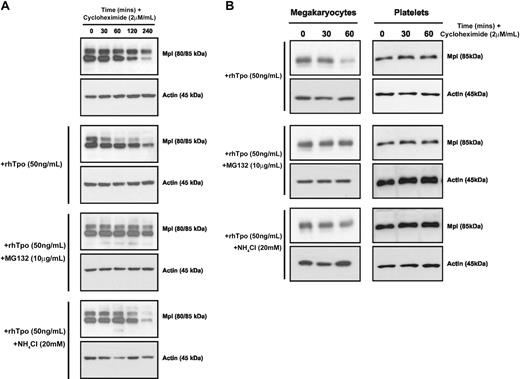 Figure 1. Tpo-stimulated c-Mpl is degraded by both the proteasome and the lysosome. (A) BaF-Mpl cells were treated with Chx for 0 to 240 minutes to inhibit synthesis of new protein in conjunction with or without rhTpo, MG-132, and NH4Cl. c-Mpl degradation was determined by the presence or absence of the mature 85-kDa form of c-Mpl. (B) Similar experiments were also performed on bone marrow–derived murine megakaryocytes and human platelets. The data shown are representative of 3 independent experiments.
