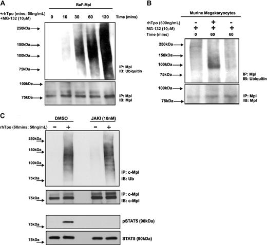 Figure 2. Tpo stimulates ubiquitination of c-Mpl. (A) BaF-Mpl cells were treated with or without MG-132 and rhTpo for 0 to 120 minutes and c-Mpl ubiquitination was analyzed by c-Mpl immunoprecipitation (IP) and immunoblot (IB) analysis using an anti-mono/polyubiquitin antibody. Ubiquitination is seen as a high-molecular-weight smear. The data shown are representative of 3 independent experiments. The equivalence of protein loading was analyzed by reprobing the IB with an anti–c-Mpl antibody. (B) Bone marrow–derived megakaryocytes were pretreated with MG-132 for 0 or 60 minutes, with or without rhTpo. Megakaryocyte c-Mpl ubiquitination was analyzed as described in panel A and the blot shown is representative of 2 independent experiments. (C) BaF-Mpl cells were pretreated with vehicle control (DMSO) or the JAK2 inhibitor JAKI for 30 minutes before Tpo stimulation (50 ng/mL, 60 minutes) and c-Mpl ubiquitination was analyzed. The effectiveness of JAKI to inhibit JAK2 activity was determined by analyzing levels of phosphor (p)–STAT5. Data are representative of 2 independent experiments.