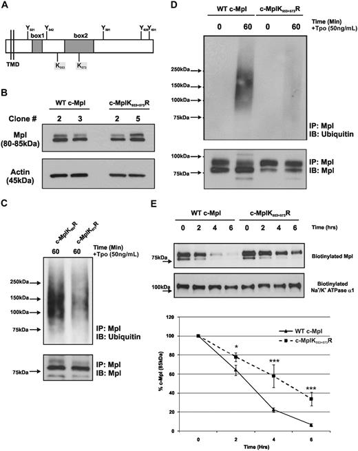 Figure 3. c-Mpl is ubiquitinated at K553 and K573. (A) Schematic representation of the human c-Mpl intracellular domain, showing the position of the 2 intracellular lysine (K) residues in relation to tyrosine (Y) and box 1 and box 2. (B) Western blot analysis of total c-Mpl expression in 2 WT c-Mpl clones and 2 c-MplK553+573R clones. (C) Cells expressing c-Mpl with a single K to R mutation (c-Mpl K553R and c-Mpl K573R) display normal levels of c-Mpl ubiquitination in response to Tpo stimulation. (D) c-Mpl ubiquitination after 60-minute Tpo stimulation in BaF cells expressing WT c-Mpl or c-MplK553+573R. The data shown are representative of 3 independent experiments. (E) Biotinylation of mature, membrane-localized c-Mpl in BaF cells expressing WT c-Mpl and c-MplK553+573R to determine normal turnover over a time period of 6 hours. The Western blot shown is representative of 3 independent experiments. The graph displays a quantitation of the turnover of mature, 85-kDa c-Mpl in the 2 cell lines as determined by densitometry, compared with time 0 (100%). Protein loading is standardized by comparison to surface Na+/K+ ATPase α1 expression. The data points represent the mean ± SE of 3 independent experiments (*P < .05, ***P < .001; Student t test).