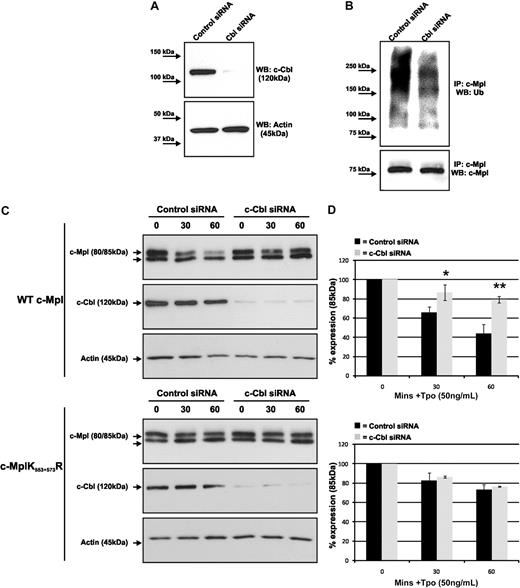 Figure 5. c-Cbl siRNA reduces Tpo-induced c-Mpl ubiquitination and degradation. (A) c-Cbl siRNA significantly reduced expression of c-Cbl in BaF-Mpl cells 48 hours after transfection. (B) c-Mpl ubiquitination was reduced in cells treated with c-Cbl compared with those treated with nontargeting siRNA. The data shown are representative of 4 individual experiments. (C) Tpo-stimulated c-Mpl degradation was analyzed by Western blot using lysates from BaF-WT-Mpl and BaF-MplK553+573R cells treated with c-Cbl–specific and nontargeting siRNAs and pretreated with Chx for 60 minutes before Tpo stimulation for up to 60 minutes. (D) Graphic representation of degradation, comparing the mature (85-kDa) form of c-Mpl in cells treated with c-Cbl–specific siRNA compared with nontargeting siRNA. The data points represent the mean ± SE of 3 independent experiments (*P < .05, **P < .01; Student t test).