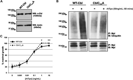 Figure 6. c-Cbl acts as a ubiquitin E3 ligase in the Tpo-stimulated ubiquitination of c-Mpl. (A) BaF-Mpl cells overexpressing WT-Cbl or the E3 ligase dead CblC379A. (B) WT-Cbl– and CblC379A-expressing cells were pretreated with MG-132, then with or without rhTpo for 60 minutes, and c-Mpl ubiquitination was analyzed by IP and Western blot. The data shown are representative of 3 independent experiments. (C) These cells were analyzed for proliferation using an MTT assay at increasing concentrations of rhTpo. The data shown represent mean (± SE) of 3 independent experiments (*P < .05, ***P < .001).