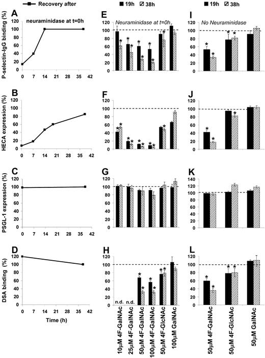 Figure 2. Effect of monosaccharides on epitope expression and P-selectin–binding function. The effect of fully acetylated natural monosaccharide (GalNAc) or monosaccharide analog (4F-GalNAc, 4F-GlcNAc) added to HL-60 cells during their exponential growth phase was assessed in terms of P-selectin–binding function (A,E,I), (2) CLA/HECA expression (B,F,J), PSGL-1 expression (C,G,K), and DSA-binding efficiency (D,H,L). Neuraminidase was used to remove cell surface sialic acids and selectin-binding function at t = 0 hours in panels A through H, but not panels I through L. P-selectin binding (A), CLA/HECA expression (B), and DSA binding (D) returned to baseline levels (denoted by 100%) after removal of neuraminidase. 4F-GalNAc was more effective than 4F-GlcNAc in reducing P-selectin binding (E), CLA/HECA expression (F), and DSA binding (H). Control monosaccharide GalNAc behaved similarly to vehicle (DMSO) control. Results similar to those shown in panels E-H were observed when HL-60 cells were treated with modified sugars in the absence of neuraminidase treatment at t = 0 hours (I-L). Data are percentages with respect to HL-60 cells treated with vehicle control and no neuraminidase. n.d. indicates not done. *P < .05 with respect to vehicle control.
