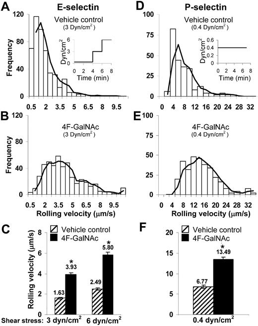 Figure 4. Cell adhesion under flow. A total of 0.4 × 106/mL HL-60 cells cultured with 50μM 4F-GalNAc or vehicle control for 38 hours were perfused over either L-E/I (E-selectin) cell monolayers (A-C) or reconstituted P-selectin–bearing surfaces (D-F) in a parallel-plate flow chamber. Fluid shear was step increased from 0.35 dyn/cm2 to 3 and 6 dyn/cm2 in the case of E-selectin experiments as indicated (A inset). Wall shear stress was constant at 0.4 dyn/cm2 in P-selectin runs (D inset). Representative binned histograms of rolling velocities in vehicle control (A,D) and 4F-GalNAc–treated samples (B,E) are presented. (C,F) Rolling velocity data at indicated shear rates. 4F-GalNAc increased cell rolling velocity by 2.4-fold for E- and 2-fold for P-selectin–mediated rolling. *P < .05 with respect to vehicle control.
