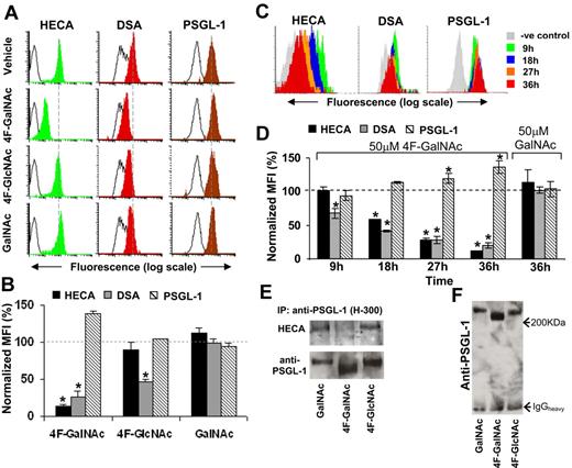 Figure 5. Glycan structures on PSGL-1. (A) HL-60 cells were cultured in the presence of 50μM acetylated monosaccharides (4F-GalNAc, 4F-GlcNAc, GalNAc) for 36 hours as outlined in Figure 2A through H. PSGL-1 was immunoprecipitated from 400 μg of cell lysate onto TB5 beads. Carbohydrate epitopes on this antigen were then probed using HECA-452 and DSA lectin. The number of immobilized PSGL-1 was quantified using anti-PSGL-1 polyclonal mAb H-300. Black-empty and color-filled histograms represent the fluorescence of beads resulting from Ab/lectin in the absence and presence of cell lysate, respectively. Dashed vertical line indicates peak fluorescence intensity in vehicle control. Representative histograms are shown. (B) Summary of results from panel A for 3 or more independent runs. Normalized geometric mean fluorescence intensity (%) = (MFI of sample − background MFI in the absence of cells)/(MFI of vehicle control − background MFI in the absence of cells). 4F-GalNAc reduces CLA/HECA expression on PSGL-1 and the amount of DSA-lectin recognition. *P < .05 with respect to GalNAc treatment. (C-D) Representative cytometry-bead histograms (C) and normalized MFI data (D) show temporal changes in PSGL-1 glycosylation on 50μM 4F-GalNAc or GalNAc treatment. Here, HL-60 cells were cultured in the absence of prior neuraminidase treatment (protocol in Figure 2I-L). CLA/HECA-452 expression, DSA-lectin binding, and PSGL-1 amount on beads were quantified after capture of PSGL-1 from same amount of lysate in all samples. *P < .05 with respect to t = 0 hours. (E) PSGL-1 from HL-60 cells cultured in 50μM 4F-GalNAc, 4F-GlcNAc, or GalNAc were immunoprecipitated using Ab H-300 and analyzed using Western blot analysis. Protein immunoprecipitated from 300 μg of lysate was loaded in each lane of 2 identical 8% polyacrylamide gel electrophoresis gels. One blot was probed with anti-PSGL-1 monoclonal antibody (KPL-1) and the other with HECA-452. CLA/HECA expression on PSGL-1 was reduced on 4F-GalNAc treatment. (F) 4F-GalNAc treatment reduced the molecular weight of PSGL-1 by approximately 10% to 15%.