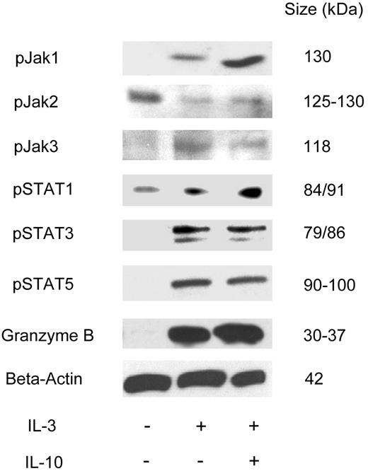 Figure 5. Expression of GrB in pDCs is associated with phosphorylation of JAK/STAT members. pDC precursors were purified and evaluated either unstimulated or after stimulation with IL-3 with or without IL-10. Stimulation was performed for 16 hours for GrB detection, 10 minutes for pJAK detection, and 30 minutes for pSTAT detection. Protein was extracted and Western immunoblotting performed. Loading of equal protein amounts was assured by parallel blotting for β-actin. PBMCs stimulated with PHA served as positive controls (data not shown). One representative experiment of 3 is shown.