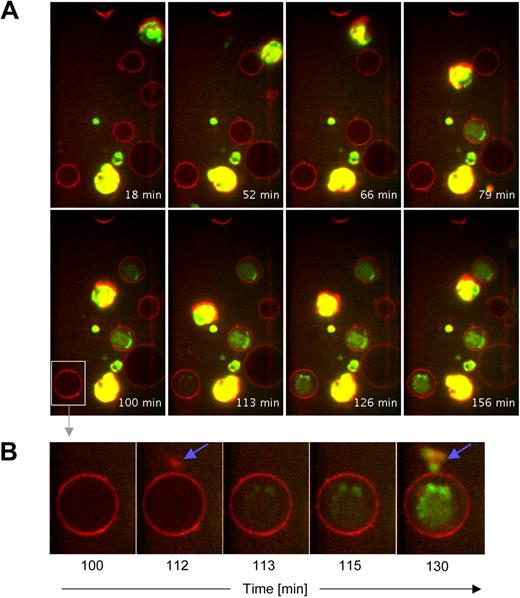 Figure 6. pDCs matured in the presence of IL-3 and IL-10 deliver enzymatically active GrB to CD4+ T cells. pDCs from healthy donors were purified and cultured for 60 hours in the presence of IL-3 and IL-10. Then, pDC (> 95% purity) were harvested and added to chamber slides containing purified immobilized CD4+ T cells (> 98% purity) stained with Cell Mask deep red membrane dye. Finally, GranToxiLux fluorogenic GrB substrate was added to the chamber slides and cocultures were analyzed for 2.5 hours using spinning disk confocal microscopy. Images were deconvolved using ImageJ software. (A) GrB+ pDCs are displayed in green-yellow, cell membranes in red, and active GrB internalized by immobilized CD4+ T cells in green. No green or yellow fluorescence was found when pDCs were cultured in the absence of IL-3 and IL-10 (not shown). (B) Shown is a sequence of detailed images of 1 individual CD4+ T cell before and during contact to a GrB+ pDCs (blue arrows indicate visible contact). Note the rapid diffusion of active GrB within the T cell after first contact to GrB+ pDCs.