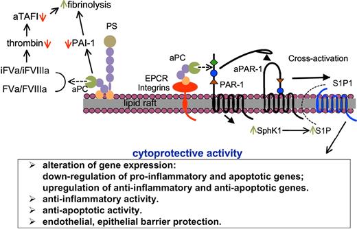 Figure 1. Functions of aPC in humoral and cellular innate immunity. After activation of PC, a portion of aPC dissociates from EPCR and binds to phospholipid membranes, probably in lipid rafts, where it exerts anticoagulant effects directly via inactivation of FVa and FVIIIa. By down-regulating thrombin levels, aPC enhances fibrinolysis through down-regulation of activated TAFI, as well as by inactivating the fibrinolytic inhibitor PAI-1. PS is a cofactor for these humoral processes. aPC also binds to cellular receptors, depending on the cell type, for example, EPCR in endothelial cells, various integrins in macrophages and neutrophils, and LRP8 in platelets and monocytes; this complex activates PAR-1, which in turn can cross-activate S1P1, probably via intracellular up-regulation of SphK1 and outward migration of S1P. These steps cause a variety of cytoprotective cellular processes indicated in the box below the schematic.