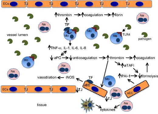 Figure 3. Links between hemostasis and innate immunity in sepsis. The invading pathogenic agent (in this example, LPS) binds to TLR4 on peripheral monocytes to initiate the hyperinflammatory and hypercoagulable cascades, as diagrammed. EC indicates endothelial cells; aEC, activated endothelial cells; TJ, intercellular tight junction proteins; Ne, neutrophils; Mo, monocytes; Mϕ, macrophages; aTAFI, activated thrombin activatable fibrinolytic inhibitor; and iNOS, inducible nitric acid synthetase. ↑ indicates up-regulation; ↓, down-regulation.