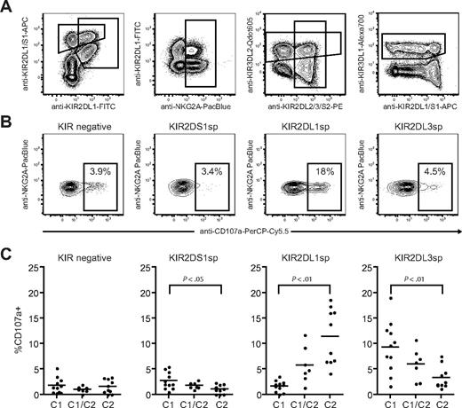 Figure 2. Resting KIR2DS1+ NK cells lacking expression of inhibitory KIRs and CD94/NKG2A are hyporesponsive to stimulation with MHC class I–negative target cells. (A) Gating strategy to identify expression of KIR2DS1, KIR2DL1, KIR2DL3, KIR3DL1, KIR3DL2, and NKG2A on CD56dim NK cells simultaneously by flow cytometry. CD56dim NK cells were identified within single live CD3− lymphocytes based on CD56 expression. (B) Representative example of degranulation by NK cells from a HLA-C2 homozygous donor, measured as CD107a cell-surface expression after stimulation with K562 cells. Degranulation by NKG2A−KIR− NK cells, NKG2A−KIR2DS1sp NK cells, NKG2A−KIR2DL1sp NK cells, and NKG2A−KIR2DL3sp NK cells is shown. (C) Summary of NK-cell degranulation measured as CD107a cell-surface expression after stimulation with K562 cells within NKG2A−KIR−, NKG2A−KIR2DS1sp, NKG2A−KIR2DL1sp, and NKG2A−KIR2DL3sp NK cells. In each graph, HLA-C1 homozygous (C1), HLA-C1/C2 heterozygous (C1/C2), and HLA-C2 homozygous (C2/C2) donors are compared. Horizontal bars represent the mean frequency of CD107a+ NK cells within each subset. P values indicate a statistically significant difference between the groups, tested by a nonparametric Kruskal-Wallis test with Dunn posttest.