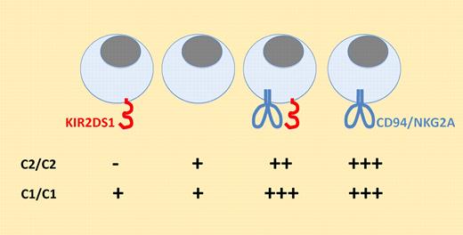 Fine tuning of NK-cell responsiveness by NK-cell receptors. In this model, the interaction of inhibitory receptors with their ligands increases NK-cell responsiveness, whereas the interaction of activating receptors with their ligands has the opposite outcome.