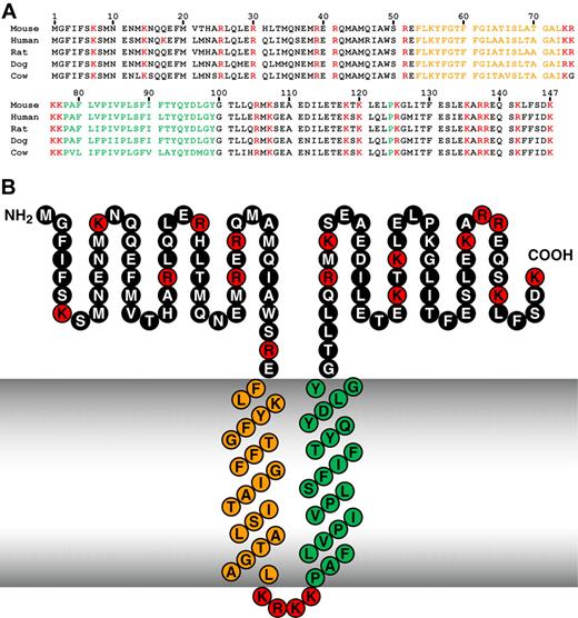 Figure 3. High interspecies homology of Plg-RKT. Alignment of predicted amino acid sequences of mouse, human, rat, dog, and cow orthologs of Plg-RKT (A) and the structural model of Plg-RKT (B). Green indicates amino acids within the predicted primary transmembrane helix; orange, amino acids within the predicted secondary transmembrane helix; and red, basic amino acids.