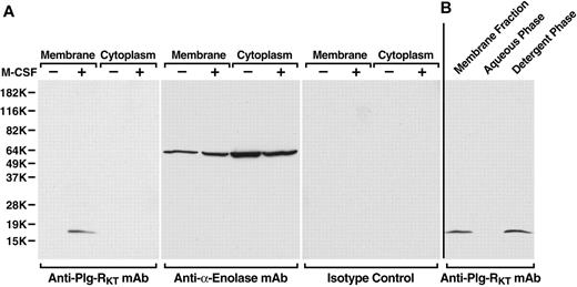 Figure 4. Plg-RKT behaves as a regulated integral membrane protein. (A) Membrane fractions or cytoplasmic fractions from either undifferentiated or M-CSF–treated Hoxa9-ER4 cells (30 μg/lane) were electrophoresed on 12% sodium dodecyl sulfate polyacrylamide gels under reducing conditions and Western blotted with either anti–Plg-RKT mAb, anti–α-enolase mAb as a loading control, or isotype control IgG. (B) M-CSF–treated Hoxa9-ER4 cell membranes were solubilized in 3% Triton X-114. After heating at 37°C and separation of the phases by centrifugation, an aliquot of both phases was electrophoresed and Western blotted with anti–Plg-RKT mAb 35B10. In controls for the method, when the cell lysates were spiked with BSA and subjected to phase partitioning, BSA was detected in the aqueous, but not the detergent phase (data not shown).