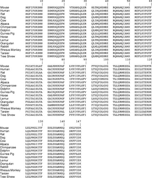 Alignment of known mammalian orthologs of C9orf46 homolog/Plg-RKT