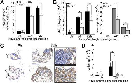 Figure 1. Phagocyte recruitment in the peritoneal cavity is inhibited in Hck−/− mice. (A) Total inflammatory cell recruitment in wt and Hck−/− mice after thioglycollate injection in the peritoneal cavity (n = 4-10 mice per group). (B) Recruitment of macrophages and neutrophils is decreased in Hck−/− mice 24 and 72 hours after thioglycollate injection (n = 3). At 0 hours, neutrophils are absent in the peritoneal cavity and resident macrophages are more numerous in wt mice. (C) Immunohistochemistry of macrophages (F4/80 antibodies) performed before and 72 hours after thioglycollate injection. Micrographs show a representative experiment of 3; macrophages are accumulating in peritoneal tissue of Hck−/− mice and no apoptotic cell is noticed. Original magnification ×100 (insets: ×400). Asterisks indicate areas of macrophage accumulation. (D) Quantification of macrophage and neutrophil distribution in peritoneal tissue from wt and Hck−/− mice (expressed as the number of immunostained cells/mm2 of peritoneal tissue). *P < .05; **P < .01; ***P < .001.