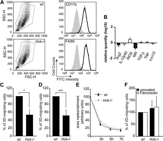 Figure 2. Hck is required for 3- but not 2-dimensional macrophage migration. (A) The gates used for flow cytometry sorting of wt or Hck−/− CD11b+ and F4/80+ BMDMs. Hck−/− BMDMs (gray open histograms) express the same levels as wt (black open histograms) of the differentiation markers CD11b and F4/80 antigens. Closed histograms represent cells alone. (B) Log10 expression levels of genes in resting wt and Hck−/− BMDMs in M1 (□) or M2 (■) polarization. Results are expressed as the ratio of the expression level in Hck−/− BMDMs versus wt BMDMs. (C-D) Defective migration of Hck−/− BMDMs through Matrigel matrix. (C) BMDMs were cultured on commercial Matrigel transwells for 24 hours and cells that reached the lower face of the membrane were counted. Mean value of migrating wt cells (860 ± 723 cells; n = 3) was set arbitrarily to 100%. (D) Quantification of 3D cell migration experiments performed in triplicate. Mean value of migrating wt cells (38% ± 14.3%) was set arbitrarily to 100% (n = 4). (E-F) BMDMs from wt and Hck−/− mice have similar 2D-migration capacity tested with 2 in vitro assays. (E) Scraped area replenishment assay. Replenishment of the scraped area was measured at the indicated time points using the ImageJ software. (F) wt and Hck−/− BMDM 2D-migration through uncoated or fibronectin-coated transwells. BMDMs that reached the lower face of transwells were counted. Mean value of migrating cells (n = 3) was set arbitrarily to 100%; *P < .05; ***P < .001.