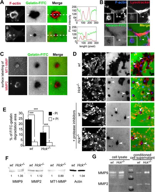 Figure 5. Podosome rosette–associated ECM degradation is a protease-dependent process altered in Hck−/− BMDMs. (A) Podosome rosettes exhibit ECM degradation activity. BMDMs were seeded on FITC-coupled gelatin-coated coverslips. After 24 hours, cells were fixed and stained for F-actin and microscopically examined. Large degradation area is formed underneath large podosome rosettes (i). In contrast, small degradation area is observed underneath small podosome rosettes (ii). Measurements of fluorescent intensities along the white dashed line depicted in subpanels i and ii in the merged image shows increase of intensities of F-actin (red line) correlating with loss of fluorescent intensity of the gelatin (green line). (B) Podosome rosette is a site for LysoTracker accumulation. (C) MT1-MMP and MMP2 localize at sites of gelatin-FITC degradation. BMDMs were subjected to cell surface labeling with MT1-MMP and MMP2 antibodies. (D-E) BMDMs were seeded on FITC-coupled gelatin-coated coverslips and incubated overnight in the presence or absence of a protease inhibitor cocktail, then fixed and stained for F-actin and nuclei and microscopically examined for quantification. (D top 2 panels) wt BMDMs form large podosome rosettes associated with large areas of gelatin-FITC degradation (arrowheads). Hck−/− BMDMs form small podosome rosettes and degrade small gelatin areas (arrowheads). (Bottom 2 panels) The same experiments performed in the presence of protease inhibitors (PI), which significantly block matrix degradation (scale bar represents 10 μm; magnification ×40). (E) Quantification of FITC-coupled gelatin degradation by BMDMs in the presence and in the absence of protease inhibitors. The percentage of degradation corresponds to the number of pixels of degradation for 100 pixels of cell surface. Results are expressed as mean ± SEM (n = 8) of FITC-gelatin degradation areas. (F) wt and Hck−/− BMDMs express similar levels of MMP2, MMP9, and MT1-MMP. Immunoblot analysis performed on BMDM cell lysates for MMP9 (92 kDa), MMP2 (72 kDa), MT1-MMP (64 kDa), and actin (46 kDa). (G) Hck−/− BMDMs are not defective in MMP9 and MMP2 activity and release. Gelatin zymograph of BMDM cell lysates or conditioned media collected from cells adhering on fibronectin.