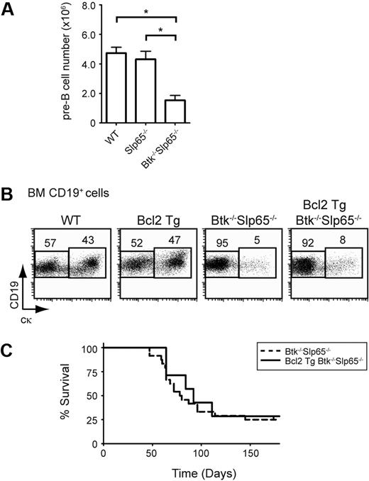 Figure 1. Enhancement of cellular survival does not increase pre-B cell leukemia incidence in Slp65-deficient mice. (A) Absolute numbers of pre-B cells (CD19+Ig L−cμ+) per hind leg in the indicated mice. Bars represent average values and the SEM of 9 to 14 animals per genotype. Asterisks indicate significant differences with P < .001 (t test). (B) Flow cytometric analysis of BM lymphoid cells from the indicated mouse groups. Total CD19+ B-lineage cells were gated and CD19/cκ profiles are displayed as dot plots. Percentages of cells within the indicated gates are given and data shown are representative of 3 to 4 animals per genotype. (C) Kaplan-Meier tumor-free survival estimates for Btk−/−Slp65−/− mice (n = 25) and Bcl-2 Tg Btk−/−Slp65−/− mice (n = 7).