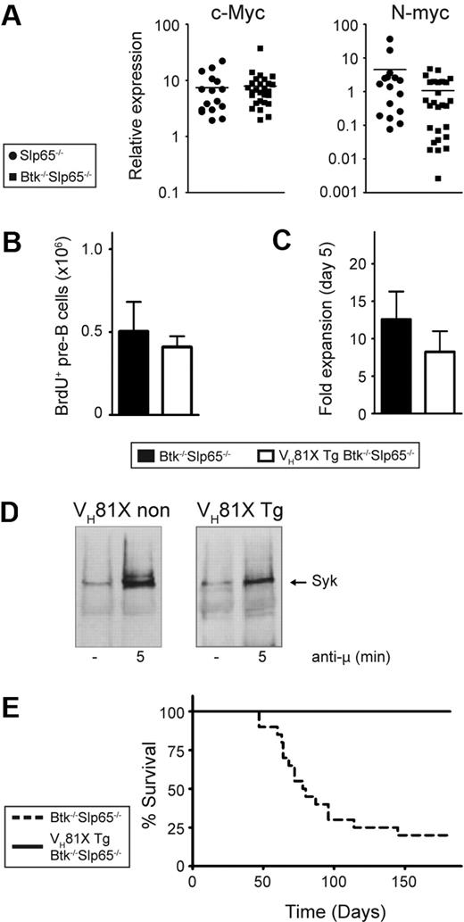 Figure 2. The VH81X Tg prevents tumor formation in Btk/Slp65 double-deficient mice. (A) Quantitative RT-PCR analyses of c-Myc and N-Myc expression in Slp65−/− (n = 16) and Btk−/−Slp65−/− (n = 27) pre-B cell tumors normalized with GAPDH. Values in wild-type pre-B cells, cultured for 5 days with 100 U/mL IL-7, were set to 1. For each of these groups, the horizontal line represents the mean of the relative expression level. (B) Effect of the VH81X Tg on pre-B cell proliferation in vivo. The absolute numbers of BrdU+ CD19+cμ+cκ− pre-B cells in the BM, 4 hours after intraperitoneal injection of a single dose of BrdU, as determined by flow cytometry. Average values and SEM of 3 animals per group are shown. (C) Effect of the VH81X Tg on pre-B cell proliferation in vitro. Results are displayed as fold expansion after 5 days of culture in the presence of IL-7 (100 U/mL), whereby the pre-B cell numbers at the start of the culture where set to 1. Bars represent average values and SEM of 7 to 8 animals per genotype. (D) Syk phosphorylation in pre-B cell cultures from non-VH81X Tg Slp65−/− and VH81X Tg Btk−/−Slp65−/− mice. Cells were either unstimulated (−) or stimulated for 5 minutes with polyclonal anti-IgM F(ab)2 fragments. The presence of phosphorylated Syk was detected in antiphosphotyrosine immunoprecipitates from total cell lysates, analyzed by Western blotting by the use of Syk-specific antibodies. (E) Kaplan-Meier tumor-free survival estimates for Btk−/−Slp65−/− mice (n = 20) and VH81X transgenic Btk−/−Slp65−/− mice (n = 25).