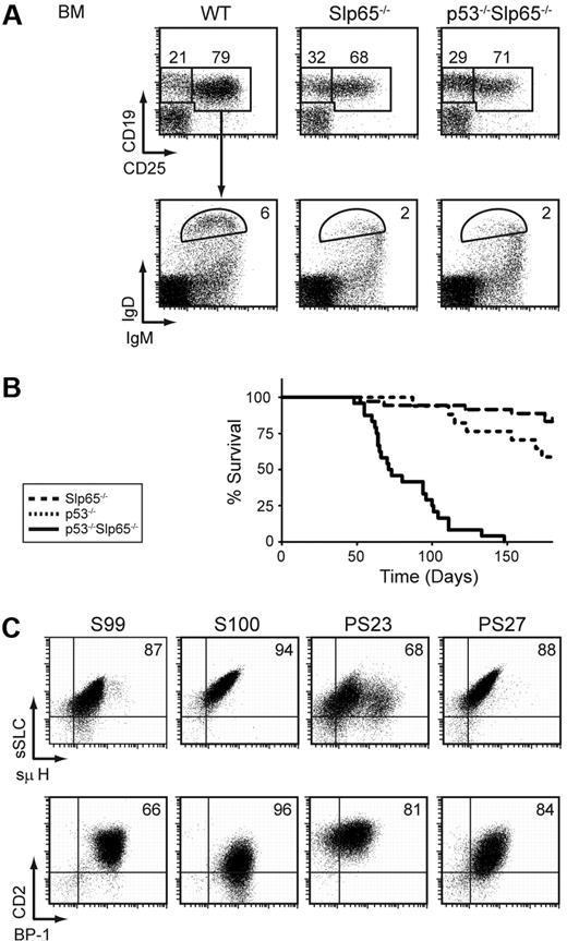 Figure 3. Slp65 and p53 cooperate as tumor suppressors in pre-B cells. (A) Flow cytometric analysis of total lymphoid fractions in BM (top). Total CD19+ fractions were gated and analyzed for IgM and IgD expression (bottom). Data are displayed as dot plots, and numbers indicate the percentages of cells within the gates and are representative for 4 5-week-old nontumor-bearing mice. (B) Kaplan-Meier tumor-free survival estimates for Slp65−/− mice (n = 36), p53−/− mice (n = 17), and p53−/−Slp65−/− mice (n = 24). (C) Characterization of pre-B cell tumors by flow cytometry. Dot plots for surface SLC and μ H chain expression (top) and dot plots for CD2 and BP-1 expression (bottom) in gated CD19+ cells from tumor samples of Slp65−/− (S99, S100) and p53−/−Slp65−/− (PS23, PS27) mice.