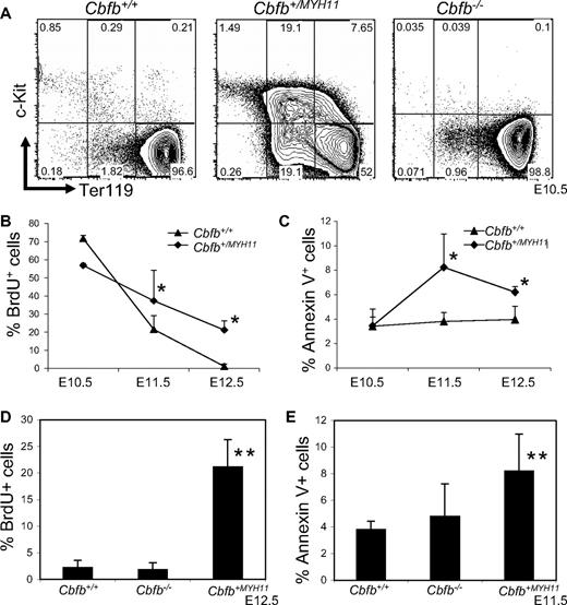Figure 1. Cbfb-MYH11 causes Cbfb/Runx1 repression–independent defects during primitive hematopoiesis. (A) Representative FACS plots of Ter119 and c-Kit staining of the primitive blood from embryos of the indicated ages and genotypes. Percentage of cells in each gate is given. Line graphs of the percentage (%) of (B) BrdU-positive (+) and (C) annexin V+, 7AAD-low cells in the peripheral blood of littermate embryos of the indicated genotypes and ages. Bar graphs of the percentage of (D) BrdU+ and (E) annexin V+, 7AAD-low cells in the peripheral blood of Cbfb+/+ and Cbfb−/− littermate embryos of the indicated ages. Data from age-matched Cbfb+/MYH1 embryos was included for comparison. *Statistically significant difference (P < .05) compared with Cbfb+/+ embryos; **statistically significant difference (P < .05) compared with Cbfb+/+ and Cbfb−/− embryos. N ≥ 3 for all genotypes and ages. Error bars indicate SD within each genotype.