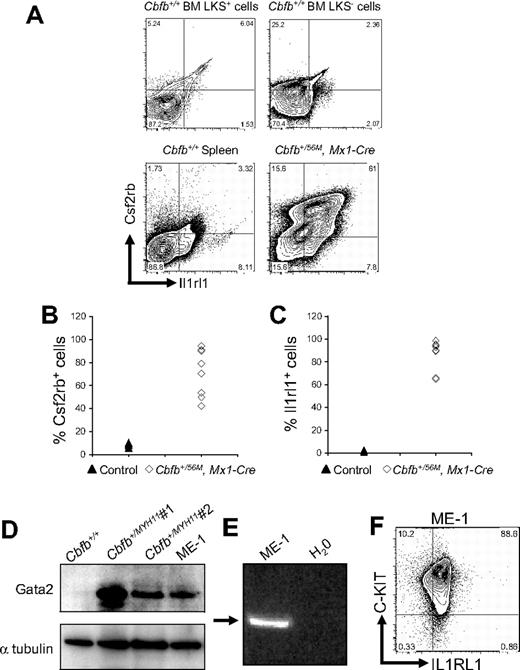 Figure 3. Csf2rb, Il1rl1, and Gata2 are expressed in both mouse and human leukemic cells. (A) Representative FACS plots of Csf2rb and Il1rl1 staining in lineage-negative, c-Kit+ ScaI+ (LKS+) and c-Kit+, ScaI− (LKS−) bone marrow and spleen from nonleukemic Cbfb+/+ mice, and leukemic cells from the spleen of mice expressing a conditional allele of Cbfb-MYH11 (Cbfb+/56M, Mx1-Cre). N ≥ 3 for Cbfb+/56M, Mx1-Cre. Expression of Csf2rb (B) and Il1rl1 (C) in the peripheral blood of leukemic Cbfb+/56, Mx1 Cre+ and control littermate mice. The control group contained Cbfb+/+, Mx1-Cre−; Cbfb+/56M, Mx1-Cre−; and Cbfb+/+, Mx1-Cre+ mice. All mice were treated with pI:pC in the same way. (D) Western blot analysis of Gata2 expression in the peripheral blood of a nonleukemic Cbfb+/+ adult mouse, 2 different leukemic adult mice expressing Cbfb-MYH11, and the human inv(16) AML-derived ME-1 cells. The bottom panel shows α-tubulin expression using the same blot. (E) Reverse transcription–PCR analysis using primers specific for human CSF2RB in ME-1 cells. An arrow indicates the band of the expected size. (F) FACS plot of ME-1 cells stained for C-KIT and IL1RL1. Percentage of cells in each gate is given.