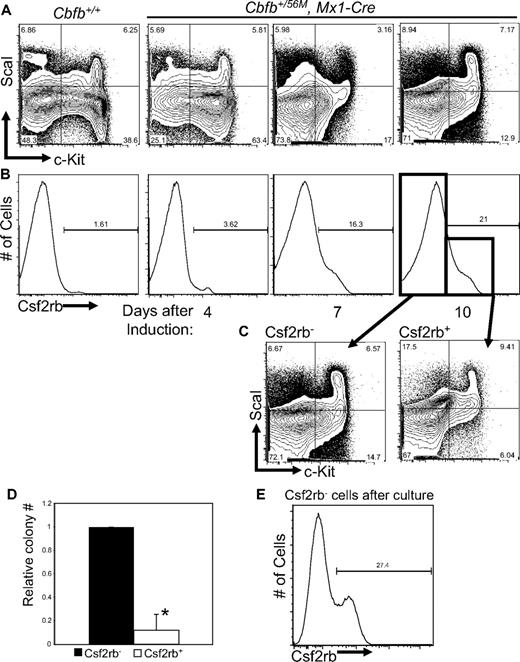 Figure 4. Cbfb-MYH11 expression results in an abnormal Csf2rb+ population with reduced progenitor activity. Representative FACS plots of c-Kit and ScaI (A), and Csf2rb (B) staining in lineage-depleted (lin−) bone marrow from mice of Cbfb+/56/M, Mx1-Cre+ and Cbfb+/+ mice at the indicated number of days after treatment with pI:pC. Percentage of cells in each gate is given. N ≥ 3 for all genotypes. (C) Representative FACS plots of c-Kit and ScaI staining of the Csf2rb− and Csf2rb+ populations from lin− bone marrow from Cbfb+/56M, Mx1-Cre+ mice 10 days after Cbfb-MYH11 induction. (D) Bar graphs of the relative total numbers of colonies seen from lin− bone marrow cells from Cbfb+/56M, Mx1-Cre+ mice 10 days after induction of Cbfb-MYH11 expression, sorted for Csf2rb expression and grown in culture for 12 days. N ≥ 3. *Statistically significant difference (P < .01). (E) FACS staining for Csf2rb of colonies derived from the Csf2rb− cells described in panel C. Percentage of Csf2rb+ cells is indicated. Error bars indicate SD within the indicated cell population.