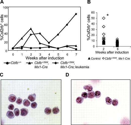 Figure 5. A transient population of Csf2rb+ cells is seen in the peripheral blood after Cbfb-MYH11 induction. (A) Line graphs showing percentage (%) of Csf2rb+ cells in the peripheral blood at the indicated number of weeks after pI:pC treatment in 3 representative mice. The line marked with circles represents a wild-type mouse after pI:pC treatment. The line marked with triangles represents a conditional Cbfb-MYH11 knockin mouse after pI:pC treatment that did not develop leukemia within the observed time period (7 weeks). The line marked with diamonds represents a conditional Cbfb-MYH11 knockin mouse after pI:pC treatment that spontaneously developed AML (without ENU). (B) Percentage of Csf2rb+ cells in a larger cohort of mice at the indicated number of weeks after pI:pC treatments. *Statistically significant difference between Cbfb+/56M, Mx1-Cre and control mice (P < .02). Wright-Giemsa staining of sorted Csf2rb+ peripheral blood cells from (C) a preleukemic Cbfb+/56M, Mx1-Cre mouse 2 weeks after Cbfb-MYH11 induction and (D) a leukemic Cbfb+/56M, Mx1-Cre mouse. Magnification, 1000×.