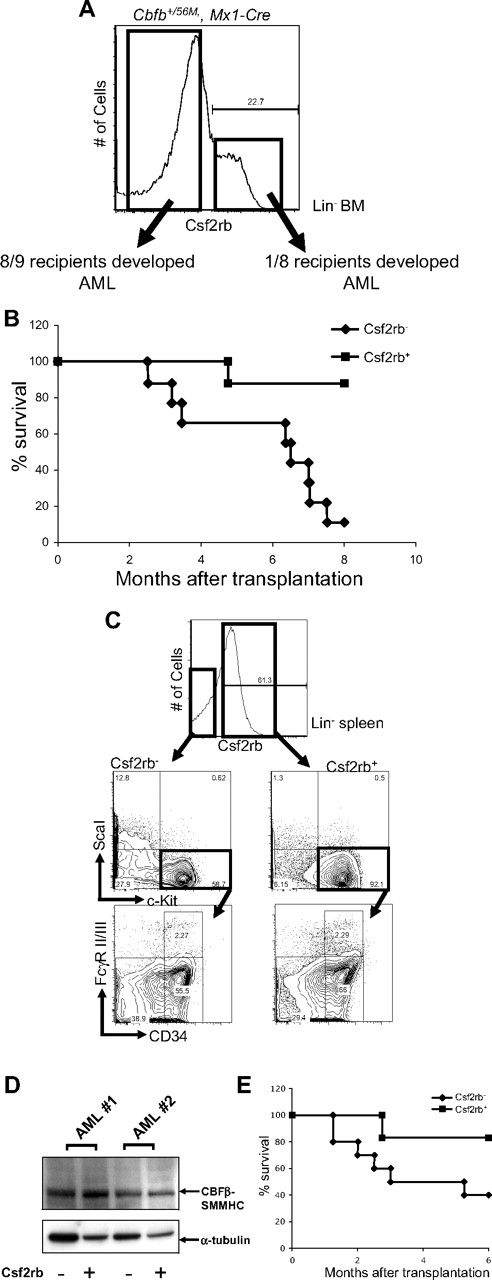 Figure 6. Csf2rb−/lin− BM cells in mice expressing Cbfb-MYH11 are enriched for preleukemic progenitors and leukemia-initiating cells. (A) FACS staining of lineage-depleted bone marrow cells from ENU-treated, preleukemic Cbfb+/56M, Mx1-Cre mice 14 days after induction of Cbfb-MYH11. Cells were sorted for Csf2rb expression as indicated by the boxes, and transplanted into sublethally irradiated mice via retro-orbital injection. (B) Kaplan-Meier survival curves of mice that received a transplant of preleukemic Csf2rb− or Csf2rb+ cells. (C) FACS staining for the indicated differentiation markers in the Csf2rb− and Csf2rb+ leukemic spleen cells from a representative mouse that developed AML after transplantation of preleukemic Csf2rb− cells. (D) Western blot of CBFβ-SMMHC expression in the Csf2rb− and Csf2rb+ leukemic cells of 2 different recipient animals. (E) Kaplan-Meier survival curves of secondary transplant recipient mice that underwent transplantation as described in panel A with leukemic Csf2rb− and Csf2rb+ cells.