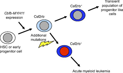Figure 7. Model of Cbfb-MYH11–induced aberrant differentiation and leukemia initiation. We propose that expression of Cbfb-MYH11 in HSCs or early progenitors causes an abnormal and incomplete differentiation that culminates in a Csf2rb+ cell population. Our results indicate that by the time the Cbfb-MYH11–expressing cells have reached the Csf2rb+ stage, they are no longer capable of initiating leukemia.