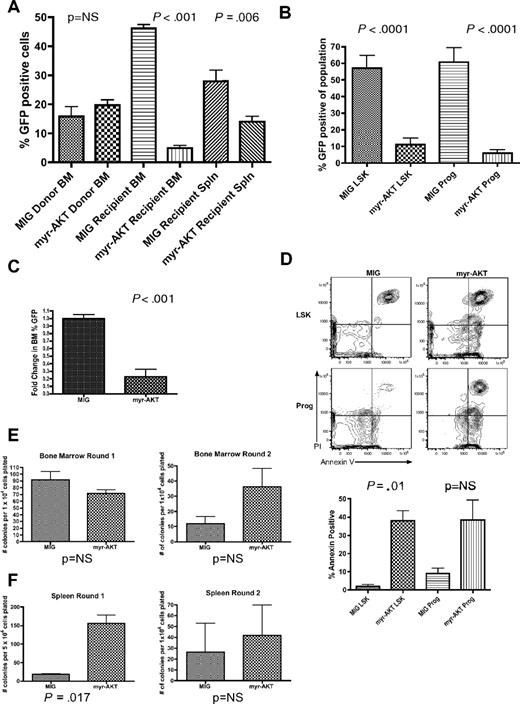 Figure 4. Sustained AKT signaling in myr-AKT mice causes depletion of LSK cells and progenitors and increased apoptosis. (A) Left bar graph: Percentage GFP of BM transduced with myr-AKT-GFP or MIG control retrovirus on the day of tail vein injection. Results are the mean of data from 3 independent transplantation experiments. Right bar graphs: Percentage GFP in recipient BM and spleen (Spln) in MIG or myr-AKT mice killed at 6 to 8 weeks after transplantation. Error bars represent SEM. (B) Decrease in percentage GFP+ cells in the LSK and progenitor compartments of myr-AKT BM. BM of control MIG transplantation mice or diseased myr-AKT transplantation mice killed at 6 to 8 weeks after transplantation was stained with a lineage antibody cocktail, goat anti–rat antibody, and then Sca1 and c-Kit to distinguish the LSK and progenitor populations. The percentage of GFP+ cells in each population is shown. (C) Competitive engraftment of BM transduced with myr-AKT or MIG control retrovirus. BM was transduced with myr-AKT or MIG retrovirus and then injected into mice as previously described. Recipient mice were killed at 2 weeks after transplantation, and percentage GFP in the BM was quantified by flow cytometry. The fold change in percentage GFP in the BM was determined as: percentage GFP in recipient BM/percentage GFP in donor BM. The values for MIG controls were normalized to 1 for the analysis. (D) Apoptosis analysis of the LSK and progenitor compartments in BM from MIG or diseased myr-AKT mice killed at 6 to 8 weeks after transplantation. Apoptosis analysis of the LSK and mixed progenitor populations from myr-AKT mice. BM cells were gated on GFP+ LSK and Lin−c-kit+Sca1− (Prog) cells. Representative annexin V vs propidium iodide plots are shown for these populations. (E) Methylcellulose plating assays of BM cells from myr-AKT and MIG control mice, killed at 6 to 8 weeks after transplantation. Bar graphs reveal the total number of colonies seen at each round of replating every 7 days. (F) Methylcellulose plating assays of spleen cells from myr-AKT and MIG control mice, killed at 6 to 8 weeks after transplantation. Bar graphs represent the total number of colonies seen at each round of replating every 7 days.