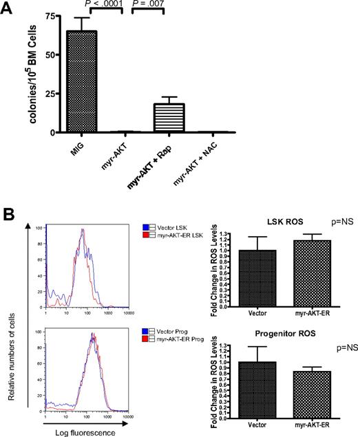 Figure 6. HSC depletion of myr-AKT–transduced BM is dependent on mTOR signaling but not on increased ROS. (A) Rapamycin but not N-acetylcysteine (NAC) rescues cobblestone-forming activity of myr-AKT–transduced BM in the LTC-IC assay. A total of 500 000 retrovirally transduced GFP-sorted BM cells/well were cocultured for 4 weeks with 300 000 OP9 stromal cells. After 4 weeks in coculture, cells were trypsinized and plated into M3434 methylcellulose media, and colonies were scored after 7 days. Rapamycin (Rap) or NAC was added at the time of initial plating, and treatment was continued for 4 weeks. Each drug experiment was performed with at least 5 replicates. (B) ROS levels in the LSK compartment after short-term induction of AKT signaling in vivo. Induction of myr-AKT expression using the myr-AKT-ER BMT system was performed as previously described. Thy1.1+ LSK and progenitor cells were sorted from the BM, and freshly sorted cells were stained with DCF-DA to determine relative levels of ROS. The experiment was performed twice, with 3 or 4 mice per group in each experiment. Right bar graphs: Fold change in DCF-DA peak intensity of sorted LSK and progenitor cells. The values for vector samples were normalized to 1 for the analysis.