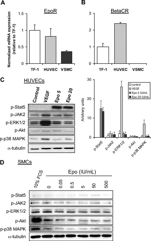 Figure 5. Epo signaling is functional in endothelial cells but not in SMCs. Analysis of mRNA expression of EpoR (A) and βCR (B) in TF-1 cells, HUVECS, and SMCs was performed by semiquantitative RT-PCR. Normalized expression levels of TF-1 cells were set to 1. Mean and SD of 2 independent experiments are shown. (C) Effect of Epo and VEGF on phosphorylation of Stat5, JAK2, and ERK1/2, Akt, and p38 MAPK in HUVECs (C) and SMCs (D) was analyzed by Western blotting with phospho-specific antibodies. Serum-starved cells were stimulated for 15 minutes with VEGF (C), different doses of Epo (C-D), or 10% fetal calf serum (D). As a control for equal protein loading, membranes were reprobed with antibodies against α-tubulin. The intensity of the bands in panel C was quantitatively analyzed as indicated in the right panel (expressed in arbitrary units).