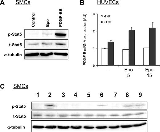 Figure 6. Epo induces expression of PDGF-BB in activated endothelial cells, which is partially responsible for Stat5 phosphorylation in SMCs. (A) Effect of PDGF-BB on phosphorylation of Stat5 in SMCs. Serum-starved cells were stimulated for 15 minutes with Epo or PDGF-BB and Stat5 phosphorylation was investigated by Western blotting with phospho-specific antibodies. Total levels of Stat5 and α-tubulin remained unchanged. (B) PDGF-B mRNA expression was induced by Epo in TNFα-activated HUVECs. HUVECS were treated for 4 hours with Epo or TNFα (25 ng/mL) and mRNA expression was investigated with quantitative RT-PCR. (C) Serum-starved SMCs were untreated (lane 1), stimulated with PDGF-BB (lane 2), or treated with the PDGFR-specific tyrosine kinase inhibitor CP-673,451 before stimulation with PDGF-BB (lane 3). SMCs were stimulated for 15 minutes with medium conditioned for 24 hours by HUVECs that were untreated (lanes 4-5) or treated with Epo (lane 6), TNFα (lane 7), or Epo and TNFα (lanes 8-9). SMCs were pretreated with the PDGFR-specific tyrosine kinase inhibitor CP-673,451 before stimulation with conditioned medium from HUVECs that were untreated (lane 5) or treated with Epo and TNFα (lane 9). Phosphorylated and total Stat5 was analyzed by Western blotting. Membranes were reprobed with antibodies against α-tubulin to check equal protein loading.