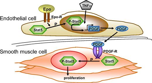 Figure 7. Epo activates the vessel wall. Schematic representation of effects of Epo on the vessel wall. Epo induces phosphorylation of Stat5 in endothelial cells (Figure 5C). Endothelial cells that were activated by TNFα and Epo express enhanced levels of PDGF-BB (Figure 6B). PDGF-BB expressed by endothelial cells subsequently stimulates phosphorylation of Stat5 in SMCs (Figure 6C) and induces SMC proliferation.15 See “Discussion” for further details. Epo-R indicates erythropoietin receptor; and PDGF-R, PDGF receptor.