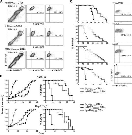 Figure 2. ACT with mTERT198-205 CTLs is effective in several transplantable tumor models. (A) Evaluation of CTL ability to traffic to tumors. B16 melanoma cells were injected in C57BL/6-CD45.1+ mice. When the tumor area was ∼ 10 mm2, mice received hgp-10025-33-, mTERT198-205-, or β-gal96-103–specific CTLs. At 4 days after transfer, tumors were harvested for TIL analysis. Transferred CTLs were tracked as CD8+/CD45.2+ cells (left). CD8+/CD45.2+ cells were then evaluated for the staining with specific mAbs for TCR Vβ chain: anti-Vβ8.1 for β-gal96-103, anti-Vβ11 for mTERT198-205, and anti-Vβ13 for hgp-10025-33 CTLs (middle). The activation status of TILs was evaluated by ICS for IFN-γ after ex vivo stimulation (right). Data are mean ± SD of 3 independent experiments. (B) Therapeutic effectiveness of ACT with the use of mTERT198-205-specific CTLs in a melanoma model. C57BL/6 mice (top) and Rag-2−/−γc−/−mice (bottom) were implanted with B16 cells. Survival and tumor area are plotted from 3 cumulative experiments (n = 15). Mantel–Haenszel statistic analysis for survival: for C57BL/6 model, hgp-100 vs β-gal, P = .001; mTERT vs β-gal, P = .001; mTERT vs hgp-100, P = .16; for Rag-2−/−γc−/− mice, hgp-100 vs β-gal, P = .001; mTERT vs β-gal, P = .001; mTERT vs hgp-100, P = .29. (C) Therapeutic effectiveness of ACT by use of mTERT198-205-specific CTLs in 4 tumor models. C57BL/6 mice were implanted with TRAMP-C2, MCA203, MC38, or TC-1 cells and treated as described in the melanoma model. TILs were evaluated by ICS for IFN-γ after ex vivo stimulation (right). Survival from 3 cumulative experiments (n = 15) is shown (left). Mantel-Haenszel statistics for mTERT vs β-gal comparison: C2-TRAMP, P = .027; MCA203, P = .001; MC38, P = .016; TC-1, P = .001. Transferred TILs were tracked, and IFN-γ and CD8 staining is shown on cells gated for CD45.2+ T cells (right). Data are mean ± SD of 3 independent experiments.