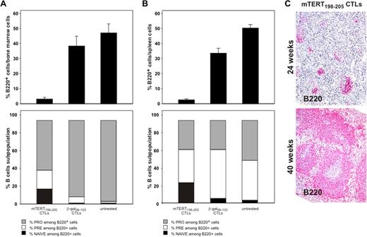 Figure 5. B-cell reduction induced by TERT CTLs is transient. (A) BM B-cell subsets after ACT treatment. C57BL/6 mice (n = 6/group) received ACT, and BM was collected 5 days later. B220 staining identifies BM B cells (top). Wilcoxon rank sum test: β-gal vs mTERT, P = .005. B-cell subpopulations were then characterized (bottom) as follows: pro-B: B220+/CD43+/IgM−; pre-B: B220+/CD43−/IgM−; naive B220+/CD43−/IgM+. Wilcoxon rank sum test: pro-B mTERT vs pro-B β-gal, P = .005. (B) Spleen B-cell subsets after ACT treatment. C57BL/6 mice (n = 6/group) received ACT and spleens were collected 5 days later. B220 staining shows a profound B-cell depletion in mice treated with TERT ACT. Wilcoxon rank sum test: β-gal vs mTERT, P = .002. Staining for expression of CD43 and surface IgM allowed characterization of B-cell subpopulations (pro-B: B220+/CD43*/IgM−; pre-B: B220+/CD43−/IgM−; naive: B220+/CD43−/IgM+). Wilcoxon rank sum test: pro-B mTERT vs pro-B β-gal, P = .005. (C) B220 staining of TRAMP mice spleens by IHC. Spleens were collected at 24 weeks (mTERT n = 18 and β-gal-n = 16) or at 40 weeks of age (mTERT n = 6). Samples were scored for the B220 positivity with a scale from 1 to 5. Wilcoxon rank sum test: mTERT at 24 weeks vs β-gal at 24 weeks, P = .007; mTERT at 40 weeks vs β-gal at 24 weeks, P = .8; mTERT at 40 weeks vs mTERT at 24 weeks, P = .05.
