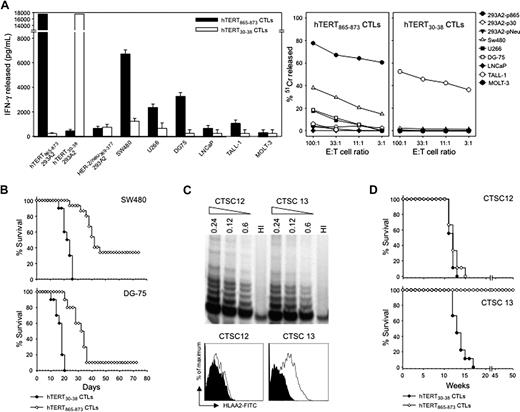 Figure 7. Functional characterization of HLA-A2–restricted CTLs specific for hTERT. (A) hTERT CTLs were analyzed after 10 cycles of stimulation with either hTERT865-873 or hTERT30-38 peptides. Recognition of HLA-A2 tumor cells by hTERT-specific T cells. Polyclonal CTLs specific for hTERT865-873 and hTERT30-38 epitopes were tested both in IFN-γ ELISA (left) and in 51Cr release assay (right). 293-A2 cells were pulsed with the hTERT peptides as positive control or with HER-2/neu369-377 peptide as a negative control. Data are mean ± SD of 3 independent experiments. (B) Therapeutic effectiveness of ACT by use of hTERT865-873-specific CTLs. Rag-2−/−γc−/− mice were implanted with either SW480 or DG-75 tumor cells and when tumor area was ∼10 mm2, either hTERT865-873-specific or hTERT30-38-specificCTLs were injected. Data are the summary of 3 cumulative experiments (n = 15/group). Mantel–Haenszel statistics: hTERT865-873 vs hTERT30-38, P < .001. (C) Characterization of cancer stem cells isolated from colon adenocarcinoma surgical specimens. Telomerase activity was measured by TRAP assay (left). Dilutions of TRAP products were loaded on 10% polyacrylamide gel. HI indicates heat-inactivated samples. Expression of HLA-A2 was analyzed by FACS after staining with anti-human HLA-A2 mAb or isotype control (right). (D) Cancer stem cells are in vivo target of hTERT865-873-specific CTLs. Survival curves of Rag-2−/γc−/− mice implanted with CTSC12 (HLA-A2−) or CTSC13 (HLA-A2+) cells. Mice were then injected with either hTERT865-873-specific or hTERT30-38-specific CTLs. Data are from 3 cumulative experiments (n = 5/group). Mantel–Haenszel statistics: CTSC 12: hTERT865-873 vs hTERT30-38, P = .43; CTSC 13: hTERT865-873 vs hTERT30-38, P < .001.
