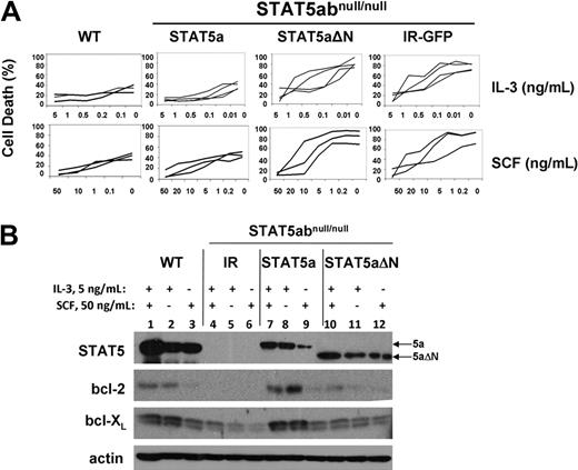 Figure 1. The STAT5 N-domain is required for STAT5-mediated mast cell survival and bcl-2 expression. (A) STAT5abnull/null mast cells transduced with MSCV-based bicistronic retrovirus expressing either vector control (IR) wild-type STAT5a or STAT5aΔN were cultured in the indicated concentrations of either IL-3 or SCF for 16 to 24 hours, and compared with wild-type mast cells. Apoptosis was assessed by the presence of subdiploid DNA after Hoechst 33342 DNA staining. Each line in the plot represents an independent experiment (IL-3 withdrawal: IR-GFP vs STAT5a, P < .01; IR-GFP vs STAT5aΔN, P = .64; STAT5a vs STAT5aΔN, P < .01; SCF withdrawal: IR-GFP vs STAT5a, P < .01; IR-GFP vs STAT5aΔN, P = .87; STAT5a vs STAT5aΔN, P < .01; Student t test for all data points in each line). (B) Mast cells as in panel A were cultured in either IL-3 (5 ng/mL), SCF (50 ng/mL), or both IL-3 (5 ng/mL) plus SCF (50 ng/mL) for 48 hours, and total cell lysates were subjected to Western blot analysis for STAT5, bcl-2, and bcl-XL, and actin expression on the same membrane.
