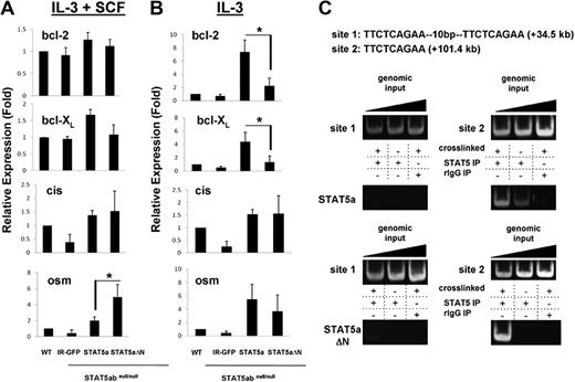 Figure 2. STAT5 regulates bcl-2 mRNA by binding a conserved site in intron 2 of the bcl-2 gene as determined by chromatin immunoprecipitation. (A) Mast cells as in Figure 1 were incubated in IL-3 (5 ng/mL) plus SCF (50 ng/mL), or IL-3 (5 ng/mL) alone (B) for 24 hours. mRNA level of bcl-2, bcl-XL, cis, or osm was quantitated by RT-PCR. Values obtained from wild-type mast cells were set to 1 (for IL-3 + SCF: osm group, *P = .03; for IL-3 alone: bcl-2 group, *P = .01 and bcl-XL group, *P = .03; Student t test). Error bars represent SD of the mean. (C) STAT5 was immunoprecipitated from formaldehyde–cross-linked lysates prepared from STAT5abnull/null mast cells transduced with either wild-type STAT5a (WT) or STAT5aΔN (ΔN). Binding of STAT5 to putative STAT5 consensus binding sites 1 and 2 in intron 2 of the bcl-2 gene was determined by PCR amplification of immunoprecipitated DNA. Nonspecific binding was assayed by immunoprecipitating STAT5 from non–cross-linked lysates and rIgG isotype-control immunoprecipitation of cross-linked lysates. Addition of increasing amounts of genomic input DNA ensured PCRs were performed in the linear range. Results are representative of 2 independent experiments.