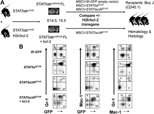 Figure 5. Bcl-2 transgenic add-back increases the contribution of transplanted HSCs to the myeloid lineage. (A) STAT5abnull/null FL cells at E14.5 and E15.5 were transduced with either MSCV/IRES-GFP vector control (IR), STAT5aS711F, or STAT5aΔNS711F and transplanted into lethally irradiated recipient mice. For the bcl-2 add-back, the STAT5abnull/null mice were crossed with bcl-2 transgenic mice as stated in “In vivo complementation and transplantation.” STAT5abnull/null bcl-2 transgenic FL cells were transduced with either IR-GFP or STAT5aΔNS711F. (B) Representative flow cytometric plots show the accumulation of myeloid cells in the peripheral blood. The panels show the Gr-1+ or Mac-1+ cells co-gated for expression of GFP. The right panels show the percentage of Gr-1+Mac-1+ double-positive myeloid cells. The flow cytometry was performed 20 to 24 days after transplantation for all 4 groups.
