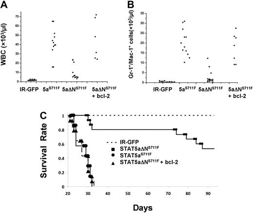 Figure 7. Transgenic expression of human bcl-2 in STAT5aΔNS711F-expressing HSCs restores peripheral myeloid expansion and lethality in transplant recipients. Mice that received a transplant as described in Figure 5 were analyzed 3 weeks after transplantation. Total WBC counts (A) and the absolute number of Gr-1+/Mac-1+ cells (B) are plotted for mice from 4 groups (for WBC: STAT5aS711F vs STAT5aΔNS711F, P < .01; STAT5aS711F vs STAT5aΔNS711F + bcl-2, P = .58; STAT5aΔNS711F vs STAT5aΔNS711F + bcl-2, P < .01; for Gr-1+/Mac-1+ cells: STAT5aS711F vs STAT5aΔNS711F, P < .01; STAT5aS711F vs STAT5aΔNS711F + bcl-2, P = .64; STAT5aΔNS711F vs STAT5aΔNS711F + bcl-2, P < .01; Student t test). Each dot represents an individual mouse. Horizontal bars indicate the average for all mice analyzed per group. (C) The survival of mice in each group was determined daily and deaths were recorded. The number of mice per group for all 3 panels was as follows: IR-GFP: n = 12; STAT5aS711F: n = 12; STAT5aΔNS711F: n = 12; STAT5aΔNS711F + bcl-2: n = 12. IR denotes IRES-GFP vector and STAT5aS711F denotes STAT5aS711F-IRES-GFP vector. The white blood cell counts and flow cytometry were performed 20 to 24 days after transplantation for IR-GFP, STAT5aS711F, and STAT5aΔNS711F + bcl-2. Terminal analyses of STAT5aΔNS711F-expressing mice were performed 2 to 3 months after transplantation.