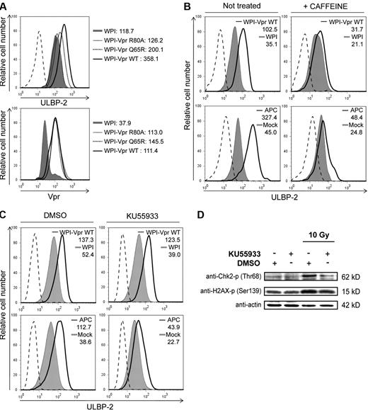 Figure 5. Vpr-mediated up-regulation of ULBP2 requires the recruitment of the DDB1-CUL4A (VprBP) E3 ligase complex and activation of the DNA damage/stress checkpoint arrest initiated by ATR. (A) CEM.NKR T cells were transduced with lentiviral vectors expressing GFP alone (WPI) or coexpressing GFP and VprWT (WPI-VprWT) or Vpr mutants (WPI-VprR80A or WPI-VprQ65R), as indicated. At 48 hours after transduction, GFP-expressing cells were monitored for ULBP-2 cell-surface expression by flow cytometry using specific mAbs directed against ULBP-2 and appropriate fluorochrome-conjugated secondary reagents (top panel). Expression of VprWT and Vpr mutants (VprR80A and VprQ65R) was evaluated by intracellular staining and flow cytometry using anti-Vpr mAbs and appropriate fluorochrome-conjugated secondary reagents (bottom panel). (B-C) CEM.NKR T cells were transduced with lentiviral vectors WPI or WPI-VprWT or treated with APC (4μM), in the presence or absence of caffeine (2.5mM) (B) and in the presence of DMSO or KU55933 (10μM) (C) as indicated. Cell-surface expression of ULBP-2 was monitored on GFP-expressing cells 48 hours after transduction or on the total cell population after a 24-hour treatment with APC. MFI values were calculated by subtracting the corresponding isotype control values (dashed line). Results shown are representative of the data obtained from at least 2 independent experiments. (D) HeLa cells were irradiated with γ rays (10 Gy from a Cs137 source) in the presence of DMSO or KU55933 (10μM). Cells were then lysed and sonicated 1 hour after irradiation, and phosphorylation of Chk2 and H2AX was monitored by Western blotting using specific Abs.